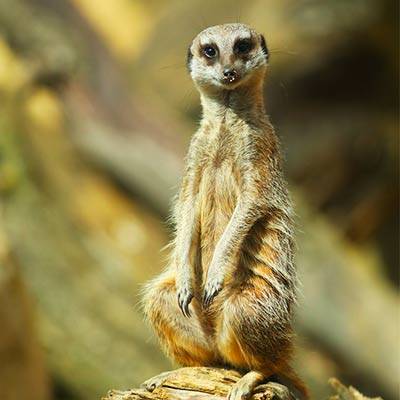 Suricate Blank Meme Template