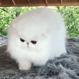 persian cat | image tagged in gifs | made w/ Imgflip video-to-gif maker