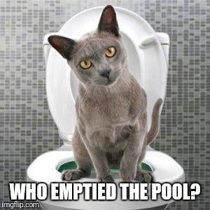 Who emptied the pool? | WHO EMPTIED THE POOL? | image tagged in funny cat,funny toilet,funny cat in the toilet | made w/ Imgflip meme maker