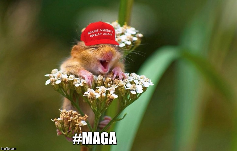 #MAGAMOUSE  | #MAGA | image tagged in maga,president trump,donald trump,the patriot,the great awakening,breaking news | made w/ Imgflip meme maker