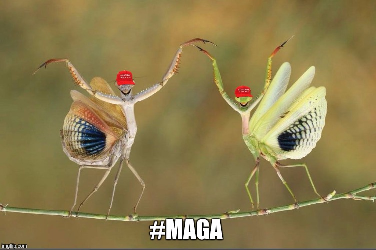 #MAGA | #MAGA | image tagged in maga,farmers,donald trump,the great awakening,megaman,insects | made w/ Imgflip meme maker