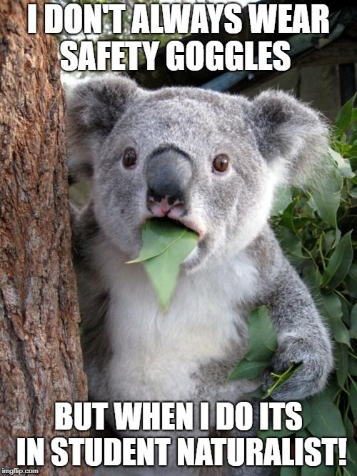Surprised Koala | I DON'T ALWAYS WEAR SAFETY GOGGLES; BUT WHEN I DO ITS IN STUDENT NATURALIST! | image tagged in memes,surprised koala | made w/ Imgflip meme maker