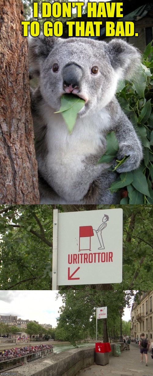 Uh, I'll wait until the tourists go by. | I DON'T HAVE TO GO THAT BAD. | image tagged in surprised koala,peeing,paris,memes,funny | made w/ Imgflip meme maker