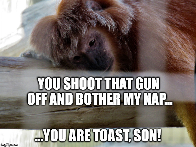 Snooze monkey | YOU SHOOT THAT GUN OFF AND BOTHER MY NAP... ...YOU ARE TOAST, SON! | image tagged in snooze monkey | made w/ Imgflip meme maker
