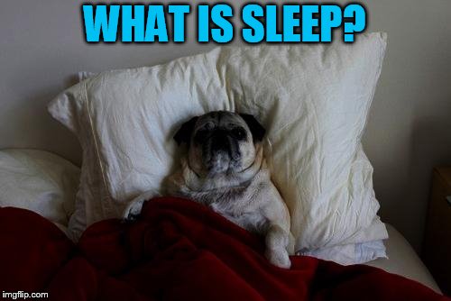 sleepless thoughts dog | WHAT IS SLEEP? | image tagged in sleepless thoughts dog | made w/ Imgflip meme maker