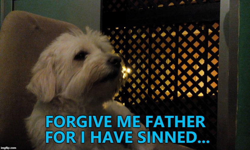 He's feeling, ahem, rough... :) | FORGIVE ME FATHER FOR I HAVE SINNED... | image tagged in julio,memes,dogs,animals,religion | made w/ Imgflip meme maker