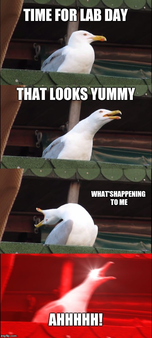 Inhaling Seagull | TIME FOR LAB DAY; THAT LOOKS YUMMY; WHAT'SHAPPENING TO ME; AHHHHH! | image tagged in memes,inhaling seagull | made w/ Imgflip meme maker