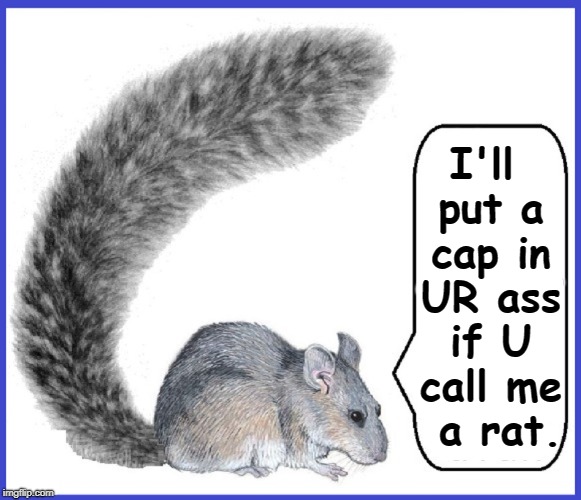 Urban Squirrels | I'll put a cap in UR ass if U call me  a rat. | image tagged in vince vance,rats,squirrels,urban blight,rodents,inner city violence | made w/ Imgflip meme maker