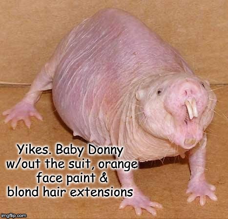 naked mole rat | Yikes. Baby Donny w/out the suit, orange face paint & blond hair extensions | image tagged in naked mole rat | made w/ Imgflip meme maker