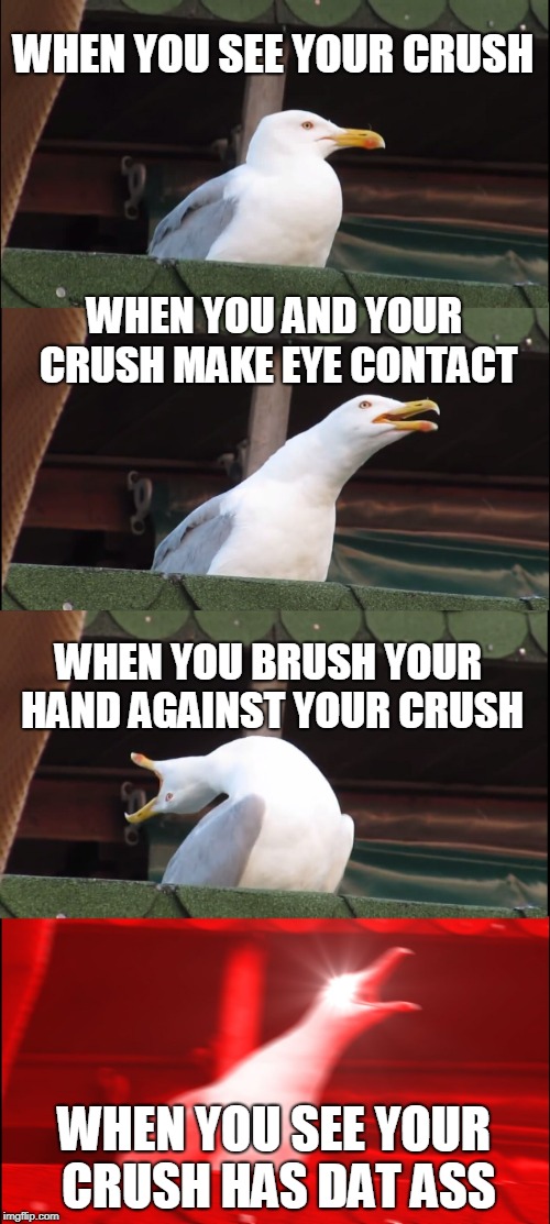 Inhaling Seagull | WHEN YOU SEE YOUR CRUSH; WHEN YOU AND YOUR CRUSH MAKE EYE CONTACT; WHEN YOU BRUSH YOUR HAND AGAINST YOUR CRUSH; WHEN YOU SEE YOUR CRUSH HAS DAT ASS | image tagged in memes,inhaling seagull | made w/ Imgflip meme maker