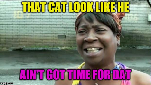 Ain't nobody got time for that. | THAT CAT LOOK LIKE HE AIN'T GOT TIME FOR DAT | image tagged in ain't nobody got time for that | made w/ Imgflip meme maker