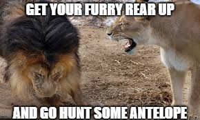 Angry lioness | GET YOUR FURRY REAR UP; AND GO HUNT SOME ANTELOPE | image tagged in lion yelling,funny | made w/ Imgflip meme maker