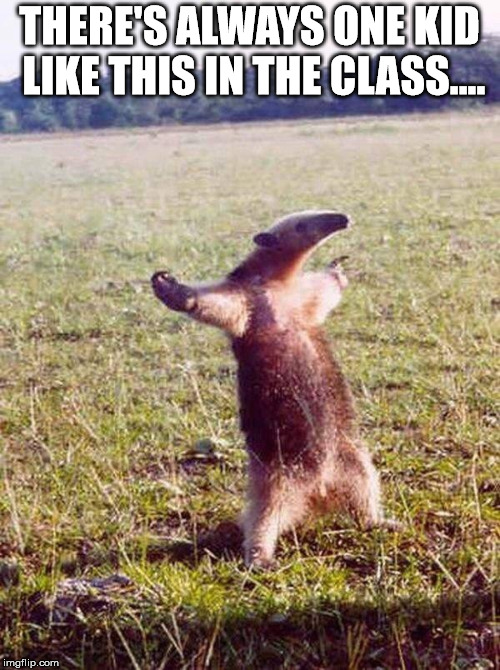 Fight me anteater | THERE'S ALWAYS ONE KID LIKE THIS IN THE CLASS.... | image tagged in fight me anteater | made w/ Imgflip meme maker