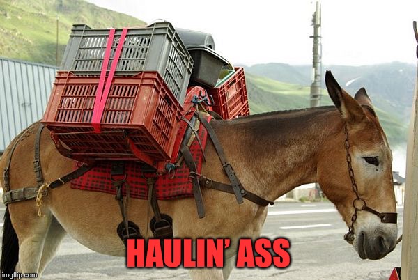 HAULIN’ ASS | image tagged in mule | made w/ Imgflip meme maker