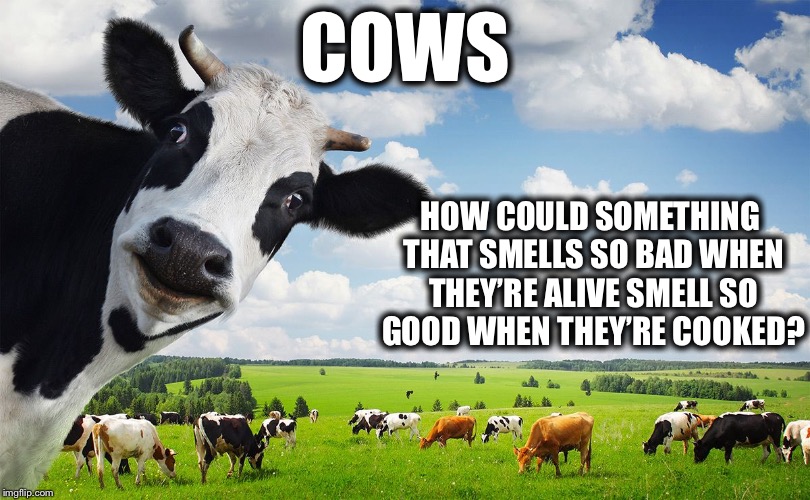 nooooooo cow | COWS; HOW COULD SOMETHING THAT SMELLS SO BAD WHEN THEY’RE ALIVE SMELL SO GOOD WHEN THEY’RE COOKED? | image tagged in nooooooo cow,memes,funny,cows | made w/ Imgflip meme maker
