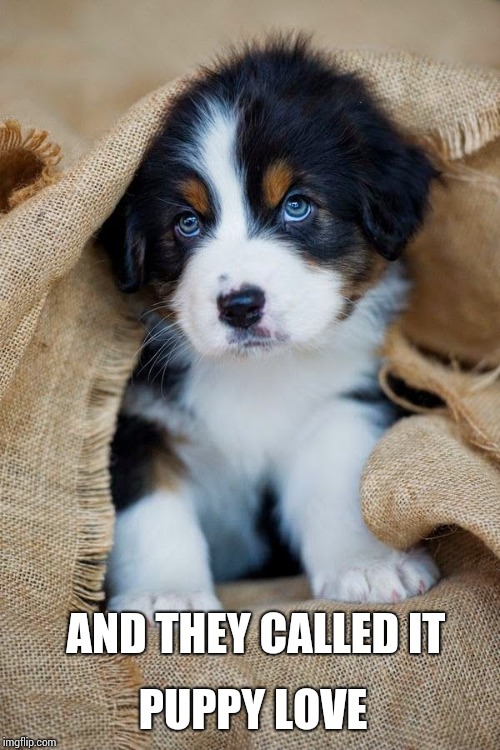 This Is Not A Puppy Love | AND THEY CALLED IT; PUPPY LOVE | image tagged in puppy love,cute puppy,memes,meme,country,rock and roll | made w/ Imgflip meme maker