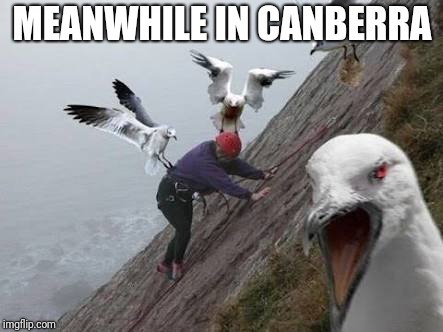MEANWHILE IN CANBERRA | image tagged in dutton and crew | made w/ Imgflip meme maker