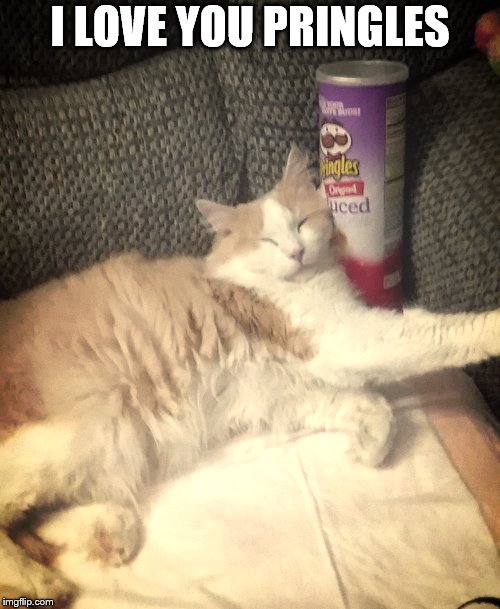 Gabes Pringles | I LOVE YOU PRINGLES | image tagged in chips,cute cats,cats | made w/ Imgflip meme maker
