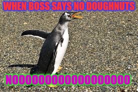 hungry penguin | WHEN BOSS SAYS NO DOUGHNUTS; NOOOOOOOOOOOOOOOOOO | image tagged in memes | made w/ Imgflip meme maker