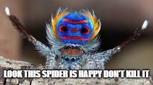 Happy Dancing Spider | LOOK THIS SPIDER IS HAPPY DON'T KILL IT | image tagged in spider | made w/ Imgflip meme maker