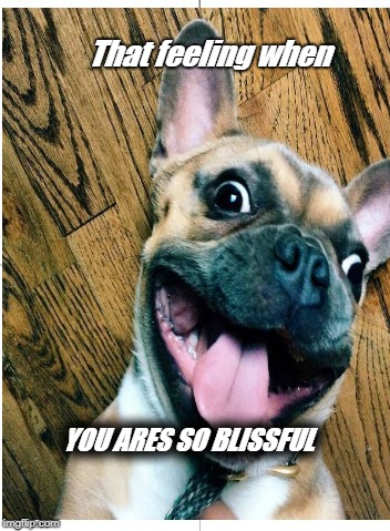 Overjoyed! | That feeling when; YOU ARES SO BLISSFUL | image tagged in funny dogs | made w/ Imgflip meme maker