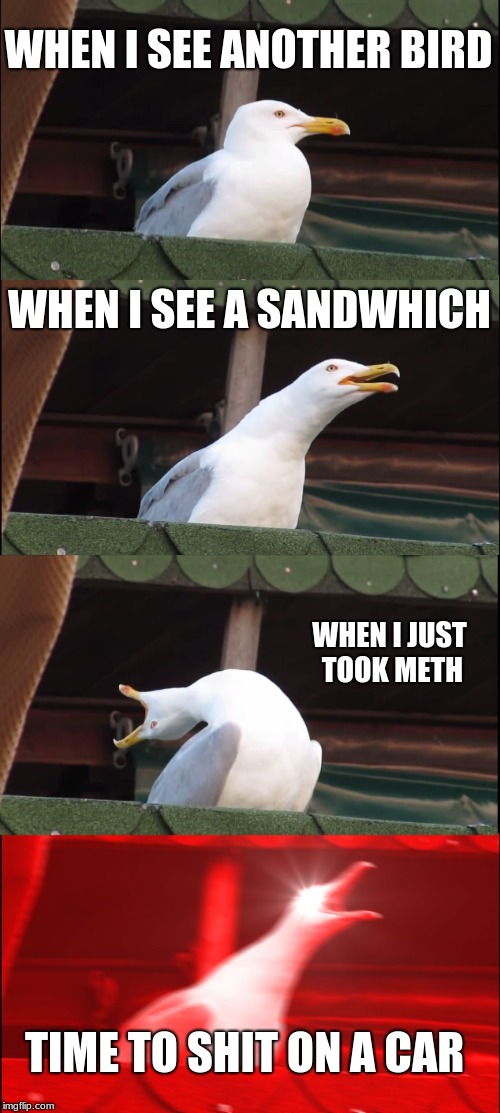 Inhaling Seagull Meme | WHEN I SEE ANOTHER BIRD; WHEN I SEE A SANDWHICH; WHEN I JUST TOOK METH; TIME TO SHIT ON A CAR | image tagged in memes,inhaling seagull | made w/ Imgflip meme maker