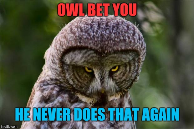 Seriously Owl | OWL BET YOU HE NEVER DOES THAT AGAIN | image tagged in seriously owl | made w/ Imgflip meme maker