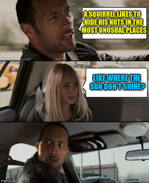The Rock Driving | A SQUIRREL LIKES TO  HIDE HIS NUTS IN THE   MOST UNUSUAL PLACES; LIKE WHERE THE SUN DON'T SHINE? | image tagged in memes,the rock driving | made w/ Imgflip meme maker