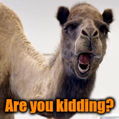 Camel | Are you kidding? | image tagged in camel | made w/ Imgflip meme maker