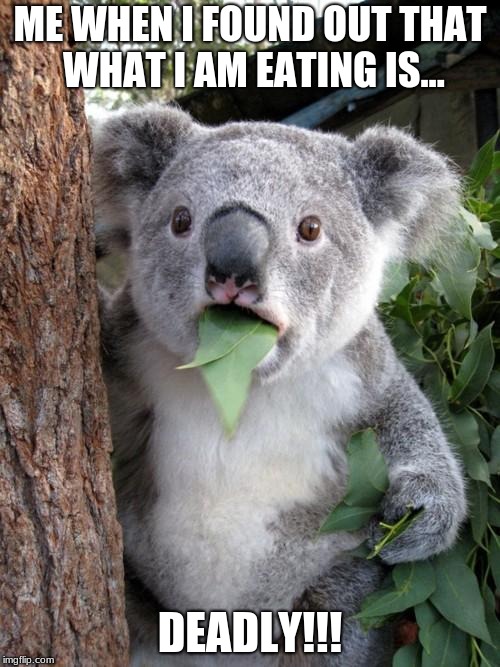 Surprised Koala | ME WHEN I FOUND OUT THAT WHAT I AM EATING IS... DEADLY!!! | image tagged in memes,surprised koala | made w/ Imgflip meme maker