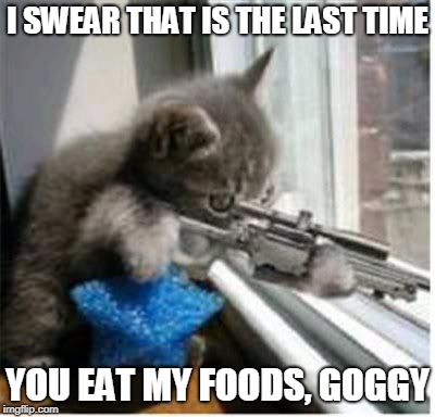 cats with guns | I SWEAR THAT IS THE LAST TIME; YOU EAT MY FOODS, GOGGY | image tagged in cats with guns | made w/ Imgflip meme maker