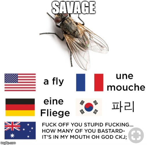 fly image
 | SAVAGE | image tagged in funny,swearing | made w/ Imgflip meme maker