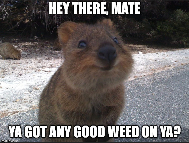 HEY THERE, MATE; YA GOT ANY GOOD WEED ON YA? | made w/ Imgflip meme maker