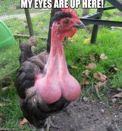 My eyes are up here! | MY EYES ARE UP HERE! | image tagged in funny chicken,boobs,funny my eyes are up here | made w/ Imgflip meme maker