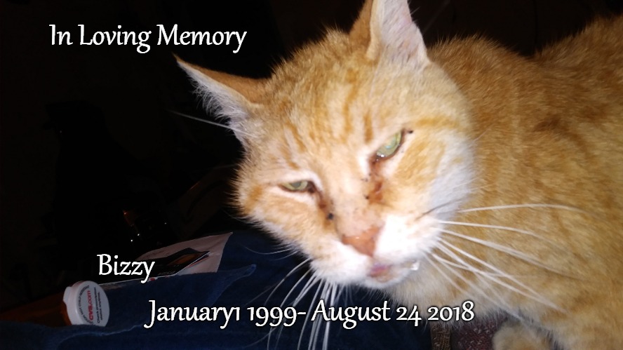 My Beloved Cat Bizzy Died Early his Morning 8/24/18.  This is My Memorial To Him. Enjoy Your Life While You Can. | In Loving Memory; Bizzy; January1 1999- August 24 2018 | image tagged in cat,pet,loyalty,loyal',i love cats | made w/ Imgflip meme maker