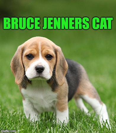 bruce jenners cat | BRUCE JENNERS CAT | image tagged in bruce jenner,cat | made w/ Imgflip meme maker