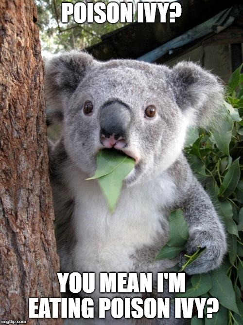 Surprised Koala Meme | POISON IVY? YOU MEAN I'M EATING POISON IVY? | image tagged in memes,surprised koala,funny,funny memes | made w/ Imgflip meme maker