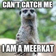 meerkat life | CAN'T CATCH ME; I AM A MEERKAT | image tagged in meme | made w/ Imgflip meme maker