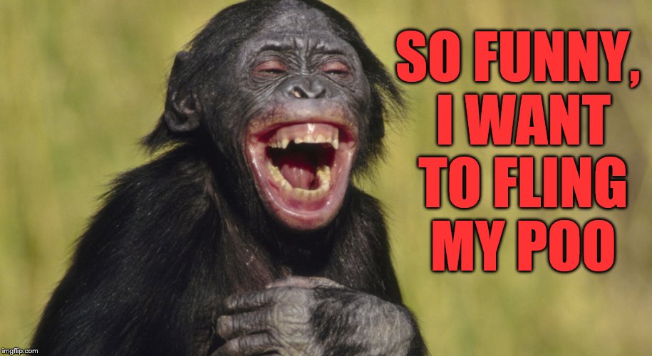 laughing monkey,memes | SO FUNNY, I WANT TO FLING MY POO | image tagged in laughing monkey memes | made w/ Imgflip meme maker