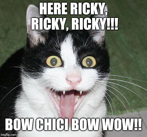 excited cat | HERE RICKY, RICKY, RICKY!!! BOW CHICI BOW WOW!! | image tagged in excited cat | made w/ Imgflip meme maker