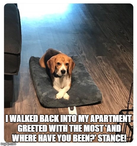 Dog stance | I WALKED BACK INTO MY APARTMENT GREETED WITH THE MOST 'AND WHERE HAVE YOU BEEN?' STANCE! | image tagged in dog,dogs,animals,parents,girlfriend,boyfriend | made w/ Imgflip meme maker