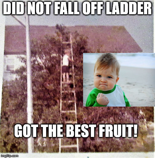 Not afraid of heights kid | DID NOT FALL OFF LADDER GOT THE BEST FRUIT! | image tagged in not afraid of heights kid | made w/ Imgflip meme maker