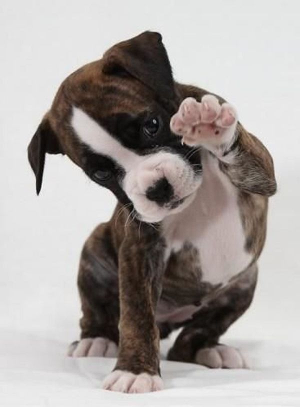 High Quality Boxer_Puppy_High_Five Blank Meme Template