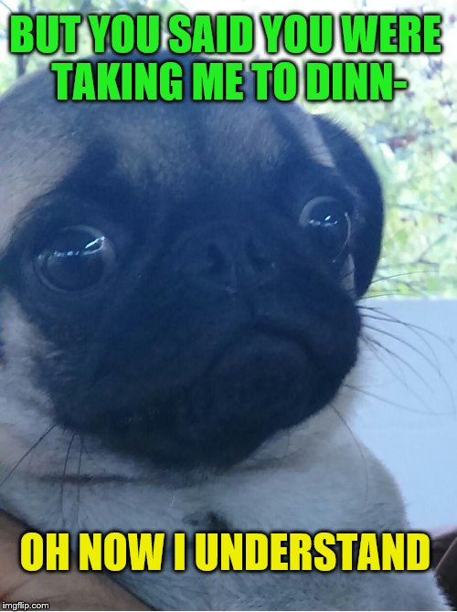 scared dog | BUT YOU SAID YOU WERE TAKING ME TO DINN- OH NOW I UNDERSTAND | image tagged in scared dog | made w/ Imgflip meme maker