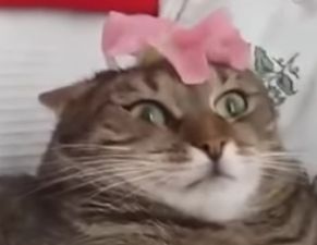 High Quality flower cat Blank Meme Template