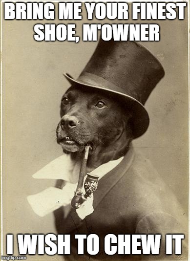 Old Money Dog | BRING ME YOUR FINEST SHOE, M'OWNER; I WISH TO CHEW IT | image tagged in old money dog | made w/ Imgflip meme maker
