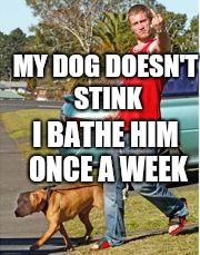 Dog Owner Douchebag | MY DOG DOESN'T STINK; I BATHE HIM ONCE A WEEK | image tagged in dog,dog memes | made w/ Imgflip meme maker