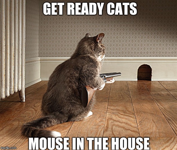 mouse killer | GET READY CATS; MOUSE IN THE HOUSE | image tagged in mouse killer | made w/ Imgflip meme maker