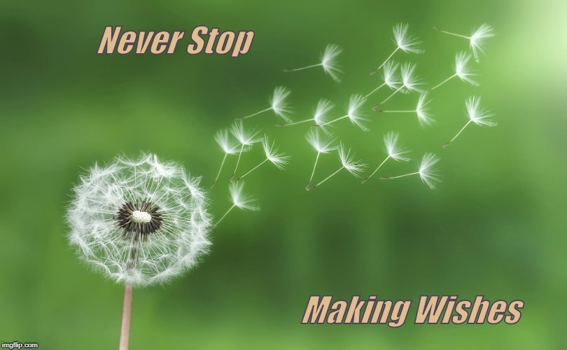 Dandelion | Never Stop; Making Wishes | image tagged in dandelion | made w/ Imgflip meme maker