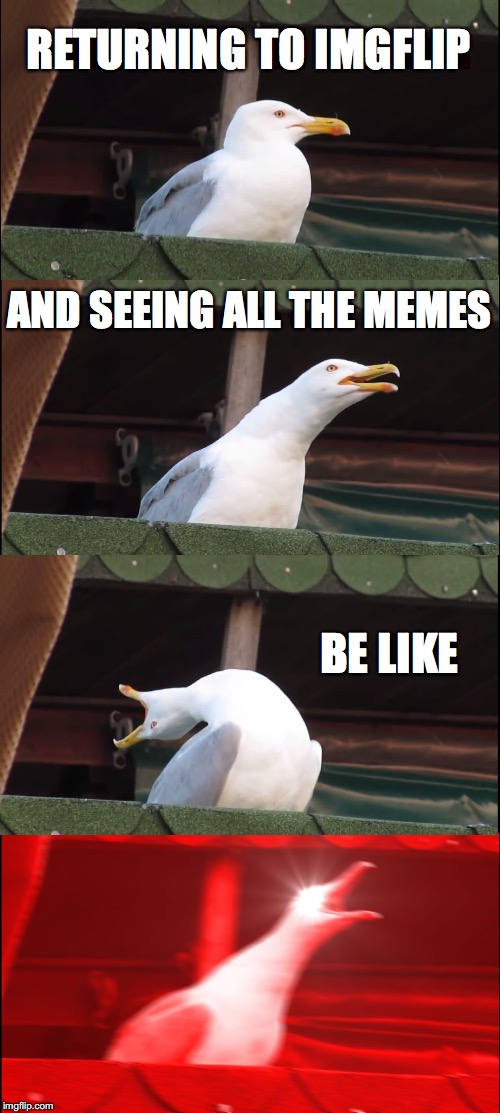 The Fox Returns! | RETURNING TO IMGFLIP; AND SEEING ALL THE MEMES; BE LIKE | image tagged in memes,inhaling seagull | made w/ Imgflip meme maker
